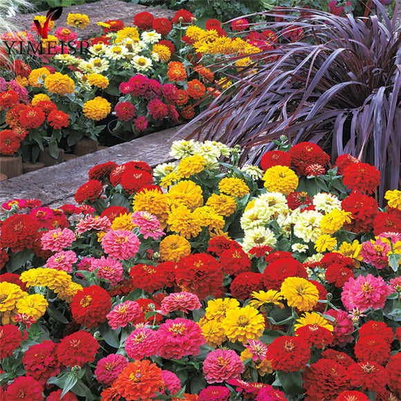 Dwarf zinnia flower seeds, zinnia mini 7colors mixed Bonsai potted flower