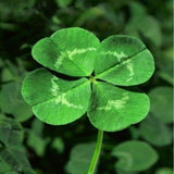 Specials: 200 Seeds / Pack, Clover Seeds Home Garden Decoration Bonsai Flow