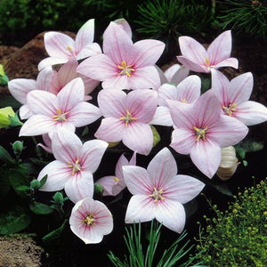 Flower seeds Pink platycodon grandiflorum six angle with bell garden decor