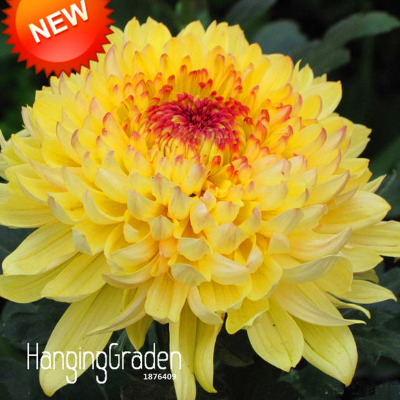 Big Sale!Fireworks Shape Orange Chrysanthemum Flower Seeds Softcover Bonsai