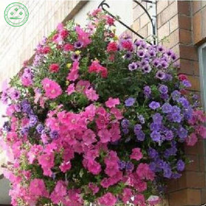 Bonsai plant Petunia flower Seeds   Perfect Flowers for hanging baskets and