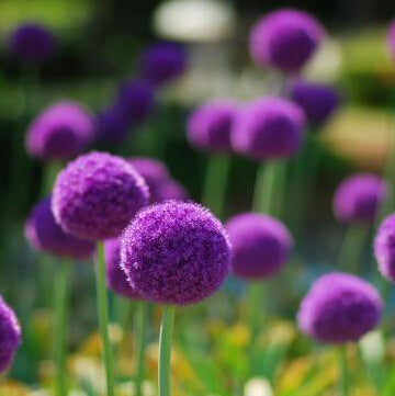 Free shipping 50pcs Giant Allium Globemaster Allium Giganteum Flower Seeds