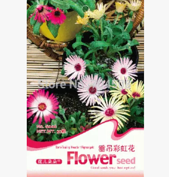 FD1377 Delosperma Cooperi Flower Seed Mixed Colors Hanging Flower 1 Pack 50