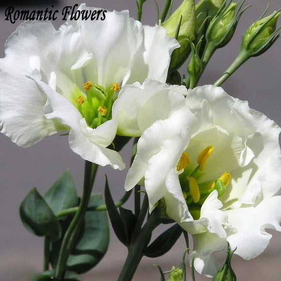 White Eustoma Seeds Perennial Flowering Plants Balcony Potted Flowers Seeds