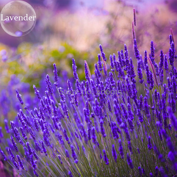 English Lavender Hidcote Lavandula angustifolia, 100 Seeds, amazing fragran