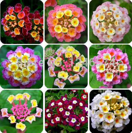 flower seed Lantana seeds potted seed variety complete the budding rate 95