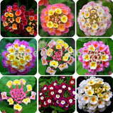 flower seed Lantana seeds potted seed variety complete the budding rate 95