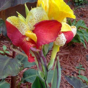 flower seeds bonsai Canna Lily Seeds  CLEOPATRA  Cannaceae  Great Potted P