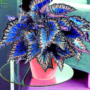 Bonsai Coleus seeds foliage plants perfect color Arc Dragon Seeds beautiful