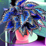 Bonsai Coleus seeds foliage plants perfect color Arc Dragon Seeds beautiful