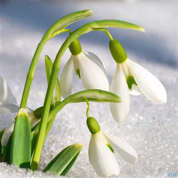 Snowdrop Flower Seeds 100Pcs/lot Galanthus Nivalis Seeds Common Beautiful G