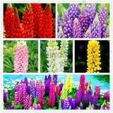 Big sale! Lupine seeds,authentic Colorful Lupine Flower Seeds,beautiful orn