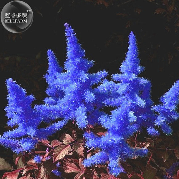 BELLFARM Dark Blue Astilbe Chinensis Perennial Flower Seeds, 100 seeds, rar