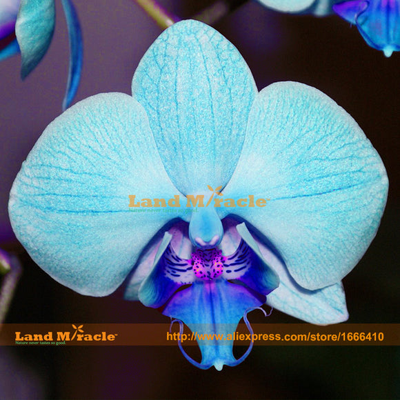 Rare Light Blue Orchid Flower Bonsai Seeds, 30 Seeds/Pack, perennial garden