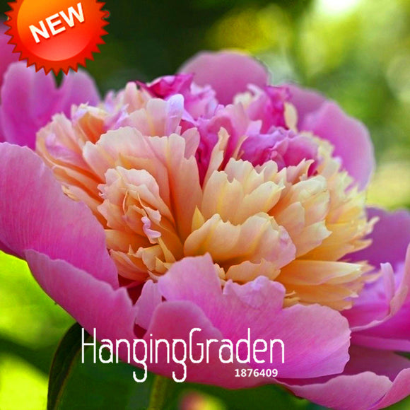 New Arrival!Multicolor Heap Heart Chiese Peony Flower Seeds Potted Flowers