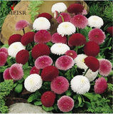 English Daisy seeds Bellis perennis Rare bonsai chrysanthemum flower seeds