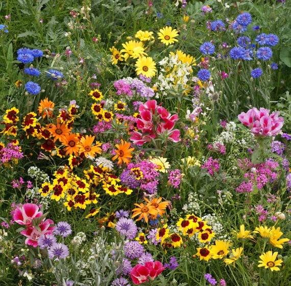 Heirloom Flower Seeds, Knee High Wildflower Mix, Cover a Large Area, Attrac