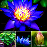 lotus flower, lotus seeds, plants aquatic plants aquatic water lily flowers