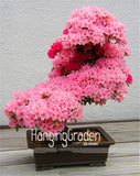 Big Sale! 10 Seeds A Bag Japanese sakura flower seeds in bonsai DIY garden