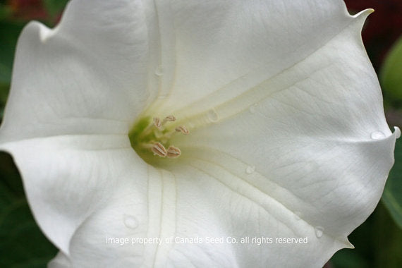 Fresh Devil's Trumpet Flower Seeds, Large White Datura Metel Seeds, Thornap