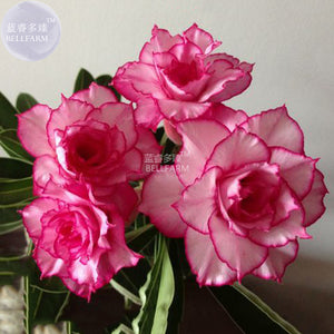 BELLFARM Adenium Whitish Light Pink Flowers with rose red edge seeds, 2 see