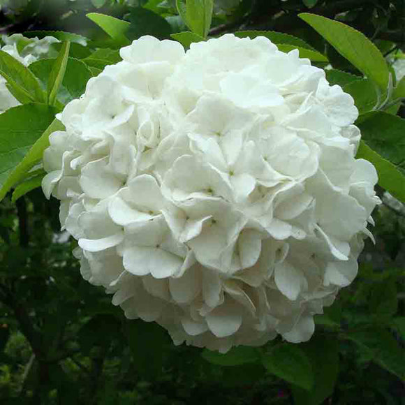 Elegant White Hydrangea Seeds Balcony Bonsai Viburnum Hydrangea Macrophylla