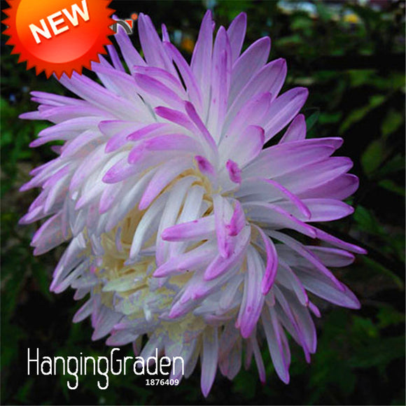 New Arrival!100 Seed/pack White Purple Callistephus Chinensis Flower Seeds