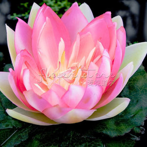 1 Package 8 Beautiful Pink Lotus Water Lily Seeds Rich Aroma High Germinat