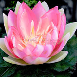 1 Package 8 Beautiful Pink Lotus Water Lily Seeds Rich Aroma High Germinat