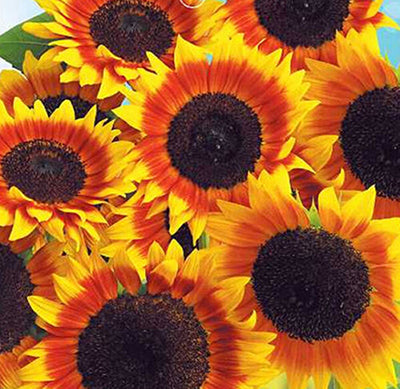 1 Pack 20 Seeds Rare Flower Seeds Japan Sunflower Helianthus Annuus Flower