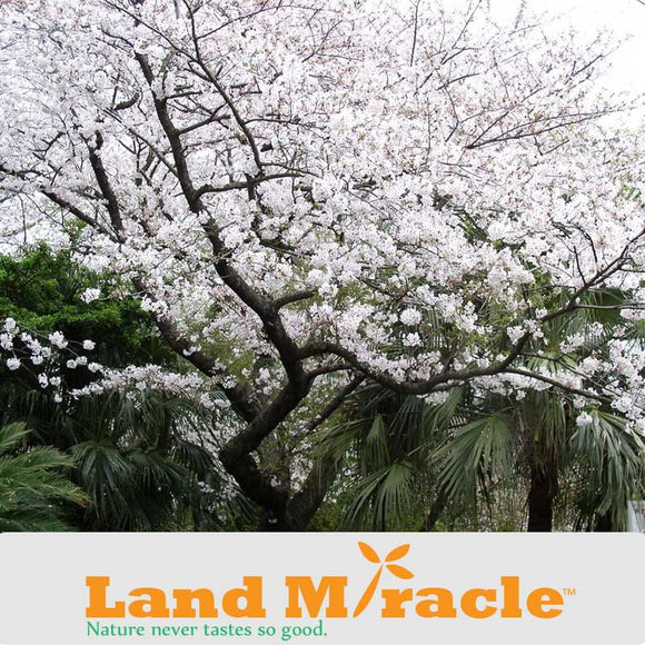 White Cherry Flower Tree, 5 Seeds/Pack, Japanese Cherry Blossom Seeds For D