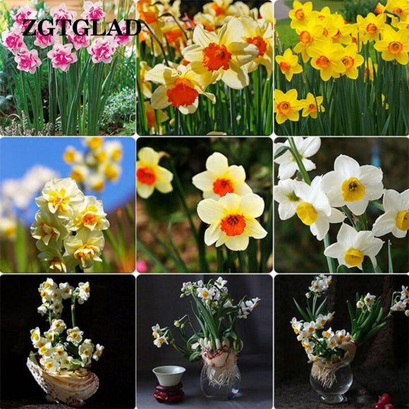 ZGTGLAD 400Pcs/lot Mixed Color Narcissus Duo Bulbs Daffodil Plant Flower Se