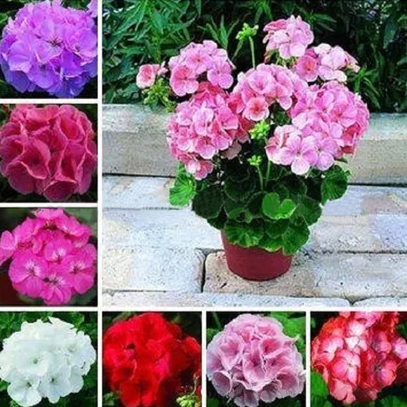 Multicolor Rare Perennial Plant Potted Flower Geranium Seed Bonsai Pelargo