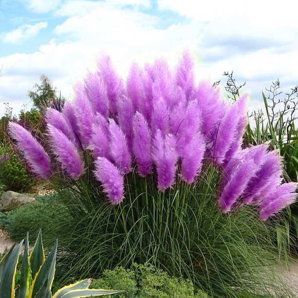 New Rare Impressive Purple Pampas Grass Seeds Ornamental Plant Flowers Cort