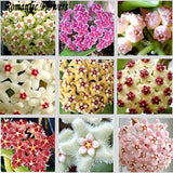 Hot Sale 2015 22 Colors Rare Hoya Seeds Flower Seeds 50pc/Pack Bonsai Seeds