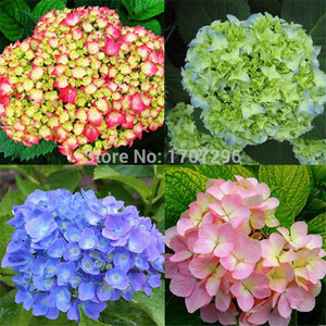 Flower seeds Multi Colored Geranium Flower Hydrangea   20 pcs / lot-in Bons