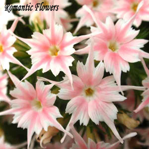 New Arrival Home Garden Plant 100 Seeds Phlox Twinkle Star,Phlox Drummondii