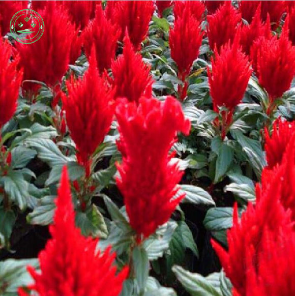 Flower seeds  Celosia Seeds, Cockscomb PND tail on seeds indoor plants flow