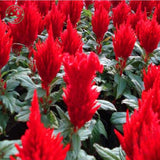 Flower seeds  Celosia Seeds, Cockscomb PND tail on seeds indoor plants flow