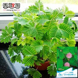 1 original pack 30pcs Bashfulgrass Seeds, interesting flower seed Mimosa pu