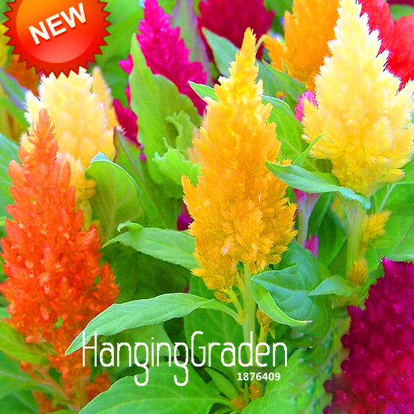 New Arrival!200 PCS/Pack Colorful Pteris Cockscomb (celosia spicata) Seeds