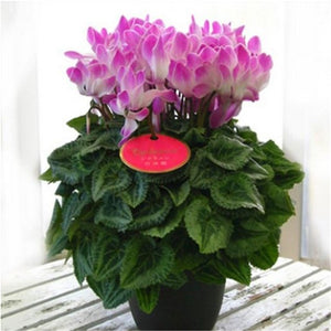 Seasons perennial flower seeds cyclamen 20 pcs-in Bonsai from Home & Garden