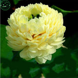 flower seeds Bonsai Lotus/water lily flower/Bowl   Pond Lotus seeds/Light G