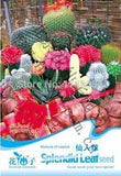 1 Original Pack 10 Seeds / Pack mixture of cactus seeds, office desk Radiat