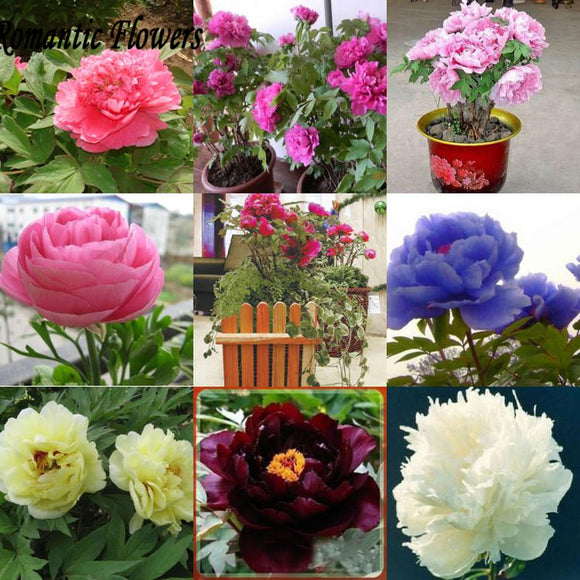 Peony Seeds, Potted Seed, Peony Flower Seed Garden Plants, Perennial Planti