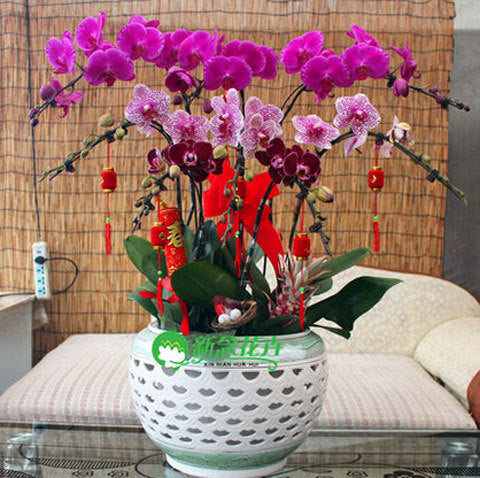 phalaenopsis orchid plant, free phalaenopsis seeds Indoor planting flowers
