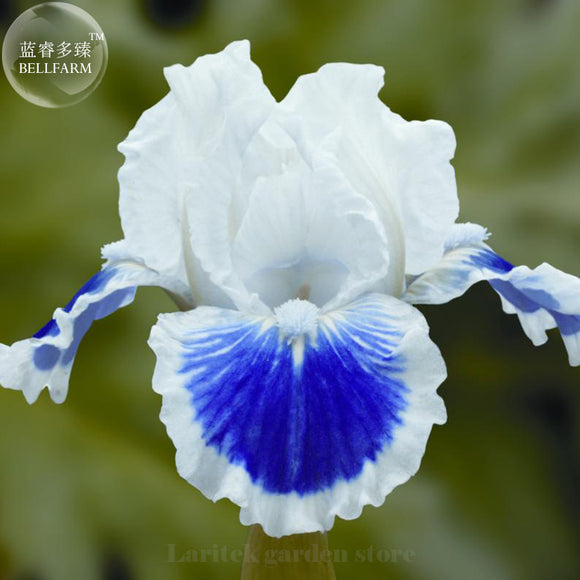 Rare 'Louis' Iris Tectorum Flower Seeds, Professional Pack, 20 Seeds, doubl