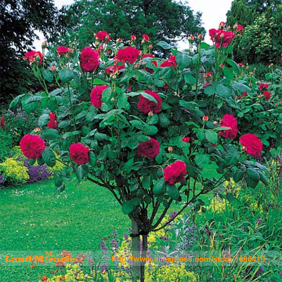 Garden flowers Seeds Pot Bonsai Rose Seed Professional Seedling floer Plant