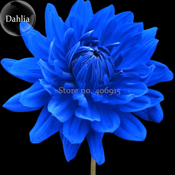 Rare Blue Dahlia Flower Seeds, 50 Seeds, beautiful outdoor garden plants se