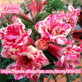 New arrive professional package 5 PCS "Happy profusion" Adenium Obesum seed